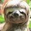 FaZe Sloth