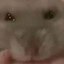 MrHoovy