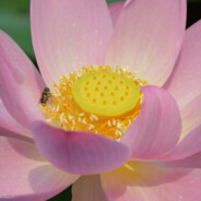 腼腆内向不爱讲话