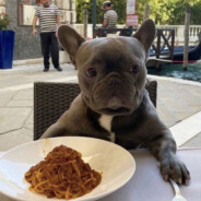 elwoodthedog