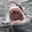 SharkK