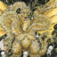 King Ghidorah