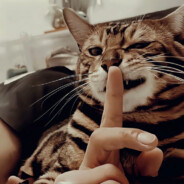 比奇堡.海绵宝宝