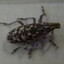 lesser of two weevils
