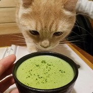 Matcha Cat