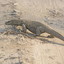 monitorlizard72