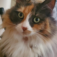 LEW- avatar