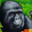 Harambe