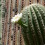 Alcoholic Cactus