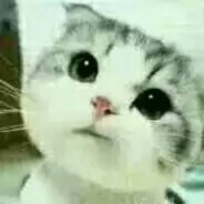 那句晚安她听了吗.