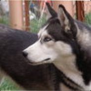 Vilzer's Avatar