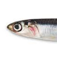 Anchovy