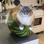 Cat_On_Watermelon