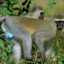 Macaco da Bola Azul