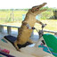 Crocodildo Bombardildo