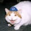 Jewish Cat