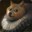 Serene Doge's avatar