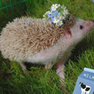 不扎人的小刺猬