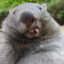 Wombat i Brønden