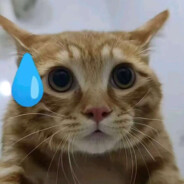 电脑玩家哈基米