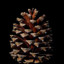 pinecone