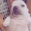 Cachorro Burro Imbecil Boboca