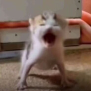 劳弟不要相信人类