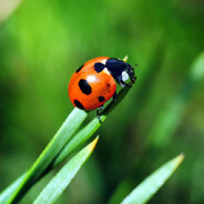 Dez550 - steam id 76561199712475862