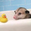 possum meatloaf