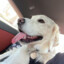 &lt;--- Dog