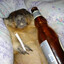 Stuart Little