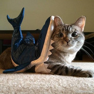 让我康康你的马