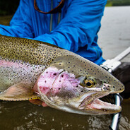 Rainbow Trout Gaming