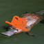 A PLATYPUS?
