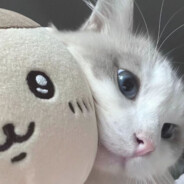 无敌暴龙战士第二故乡