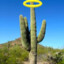 Angelic Cactus