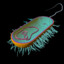 Celula Procariota