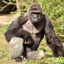 the great silverback gorilla
