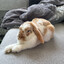 BunnyOnCrack