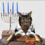 Jewrey Cat