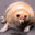 FatDog4
