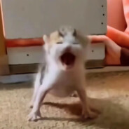 放了牢弟再给我炒俩菜