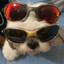 DogDeJuju