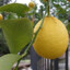 Citron