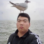 海鸥不再眷恋大海