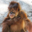 Mr.Orangutan