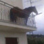 HorseOnBalcony