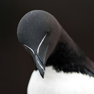 Razorbill avatar