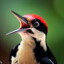 a hecking woodpecker