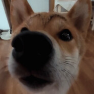 道尔大小姐想让我告白